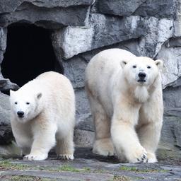 Dierentuin Berlijn geschokt nadat populaire ijsbeer product van incest blijkt