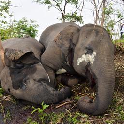 Kudde van achttien olifanten overleden na blikseminslag in India
