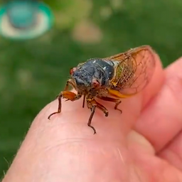 Video | Miljoenen insecten in VS kruipen na 17 jaar uit de grond om te paren