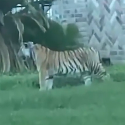 Video | Ontsnapte tijger loopt door Amerikaanse woonwijk