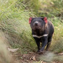 Voor het eerst in 3.000 jaar Tasmaanse duivels geboren op vasteland Australië