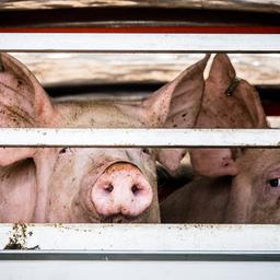 4.600 varkens komen om bij stalbrand in Nederweert