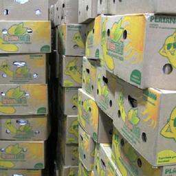 Belgische douane vindt 5.000 kilo cocaïne tussen bananen in Antwerpse haven