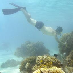 Comité UNESCO wil Great Barrier Reef op lijst bedreigd werelderfgoed