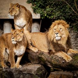 Leeuwen blijven dankzij giften toch in door coronacrisis noodlijdend ARTIS
