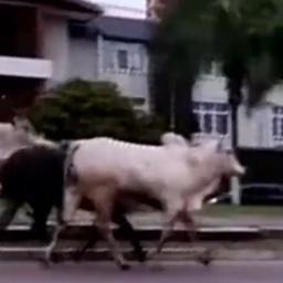 Video | Loslopende koeien vallen mensen aan in Boliviaanse stad