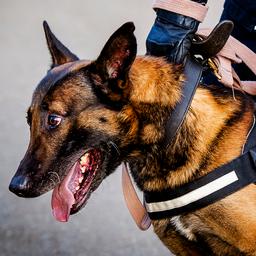 Man opgepakt voor mishandelen hond tijdens politiehondentraining