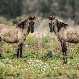 Ongeveer 200 paarden uit Oostvaardersplassen naar de slacht