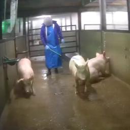 Video | Schokkende beelden tonen dierenmishandeling in slachterij Epe