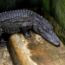 Video | Tientallen krokodillen ontsnappen uit Thaise boerderij