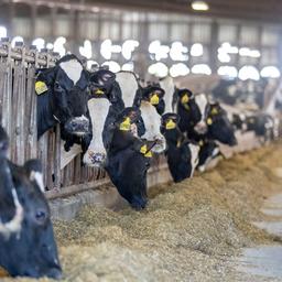 Advies: Minder veehouderij in Gelderse Vallei en Groene Hart, boeren woedend