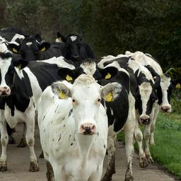 Boeren protesteren opnieuw: is er toekomst voor veehouderij in Nederland?