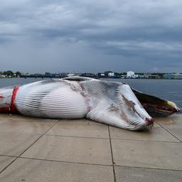 Dode walvis in haven Terneuzen kwam door aanvaring met schip om het leven