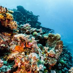 Great Barrier Reef nog niet op lijst bedreigd werelderfgoed na lobby Australië
