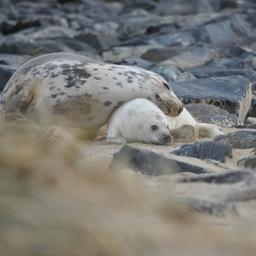 Groei van aantal grijze zeehonden in Waddenzee zet stevig door