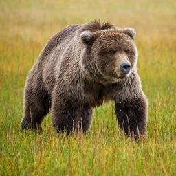 Man in Alaska gered na week lang te zijn aangevallen door grizzlybeer