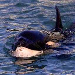 Nieuw-Zeeland op zoek naar familie gestrande baby-orka in race tegen de klok