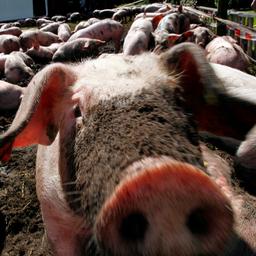 Stikstofwinst door uitkoopregeling varkensboeren valt twee derde lager uit
