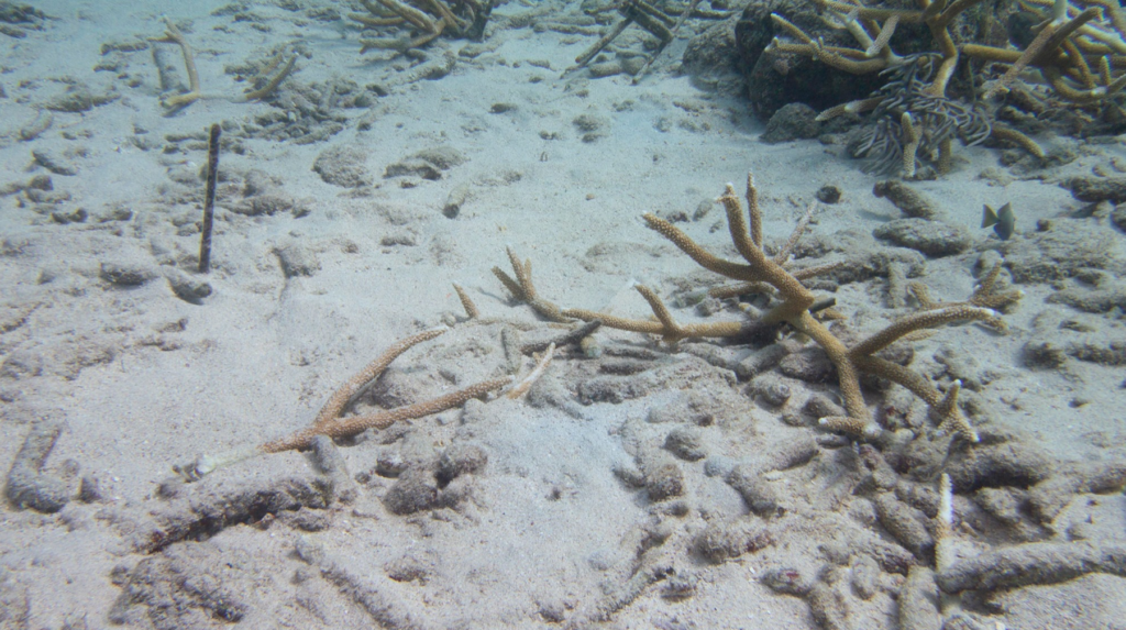 Geplante koraaltuinen bij Marie Pompoen verwijderd