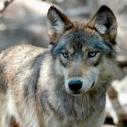 Ontsnapte wolf DierenPark Amersfoort verdoofd en gevangen, alle bezoekers ongedeerd