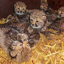 Pas bevallen cheeta adopteert drie andere welpen in Beekse Bergen