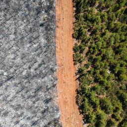 Turkse bosbranden bijna onder controle, 150.000 hectare land vernietigd