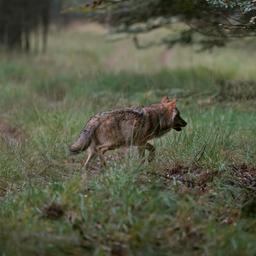 Wolf gespot: hoge hekken houden roofdier niet buiten Hoge Veluwe