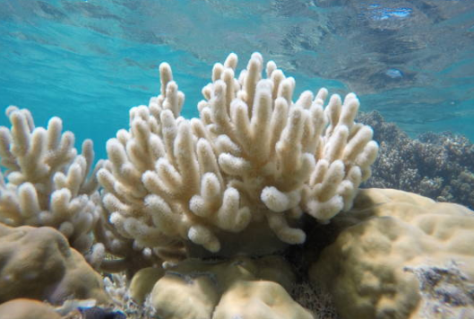 Nieuwe methode ontwikkeld voor variatie in bedreigde koraalsoorten