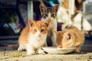Kitten Rescue Curaçao  organiseert grote sterilisatieacties