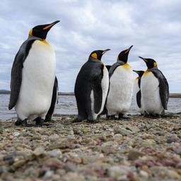 Door kinderen ontdekt skelet blijkt na 15 jaar onbekende prehistorische pinguïn