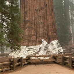 Grootste boom ter wereld ingepakt met aluminiumfolie tegen bosbrand