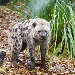 Ook een hyena wist te ontsnappen in DierenPark Amersfoort