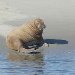 Voor het eerst in 23 jaar walrus gespot in Nederland bij Schiermonnikoog