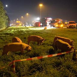 Video | Vrachtwagentrailer met varkens kantelt op A73: meerdere dieren dood