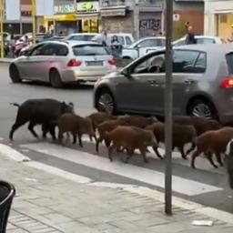 Video | Wilde zwijnen lopen over drukke weg in Rome