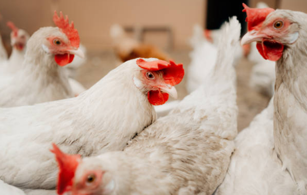 Minister trekt hindervergunning kippenfarm in