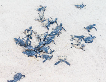 Schildpaddennest komt uit op Donkey Beach Bonaire