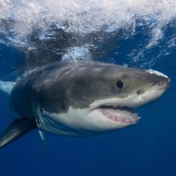 Australiër vervolgd omdat hij angst zaaide met vals haaienalarm