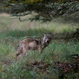 Beloning voor tip over gedode wolf naar recordhoogte van 16.000 euro