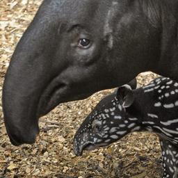Diergaarde Blijdorp meldt geboorte zeldzame Maleise tapir