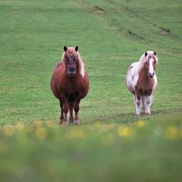 Drie loslopende pony’s dood na aanrijding op provinciale weg in Noord-Brabant
