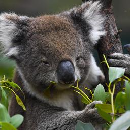 Koala’s krijgen in Australië vaccinatie tegen geslachtsziekte chlamydia