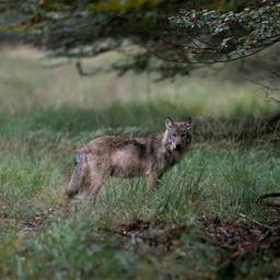 Wolf die begin deze maand in Stroe werd gevonden blijkt doodgeschoten