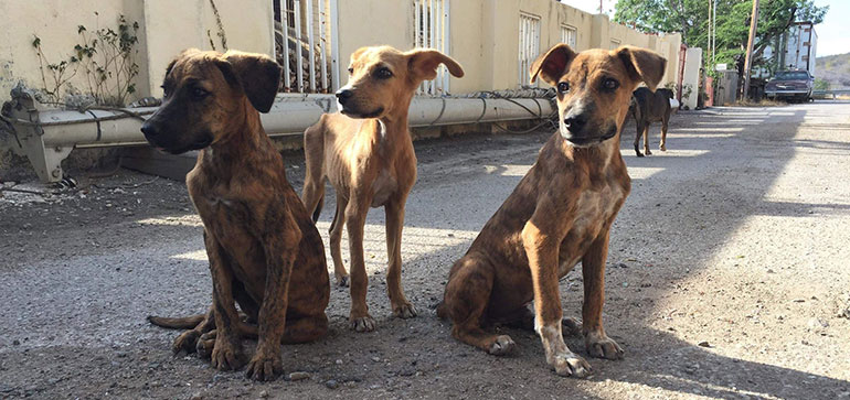 Dierenbescherming Curaçao: “Het eiland moet zich schamen”