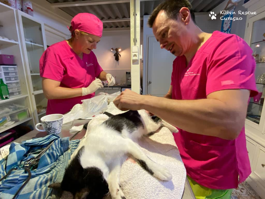 Kitten Rescue Curaçao steriliseert 137 katten in anderhalve week