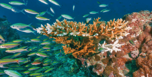 Schouten: “Integrale aanpak nodig voor herstel koraal”