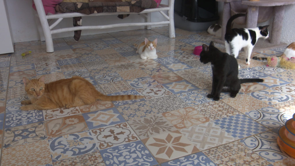 Video | Ruim 200 sterilisaties in 12 dagen door Kitten Rescue Curaçao