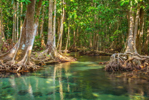 Arubanen krijgen mangroveherstel-les op Bonaire