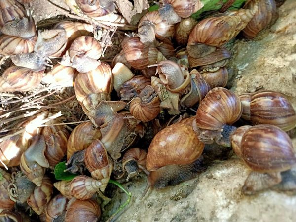 Waarschuwing voor giftige slakken in Kabouterbos