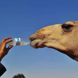 43 gevallen van botoxfraude bij kamelenschoonheidswedstrijd Saoedi-Arabië